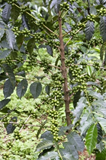 Images Dated 5th August 2006: Coffee Plant - with berries Awassa Ethiopia