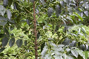 Images Dated 5th August 2006: Coffee Plant - with berries Awassa Ethiopia