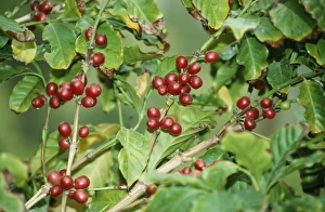 Images Dated 3rd August 2006: Coffee Plant - with berries getting ripe. Originally from Arabia