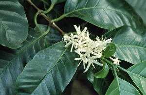 Images Dated 14th November 2006: Coffee Plant - blossom Fam: Rubiaceae