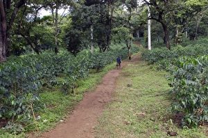 Images Dated 5th August 2006: Coffee Plants Awassa Ethiopia