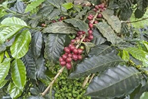 Bushes Gallery: Coffee ripe coffee fruits