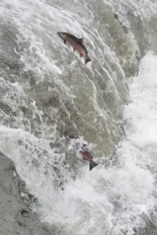 Falls Prints: Coho / Silver Salmon - attempting to jump falls while on fall spawning migration up freshwater river