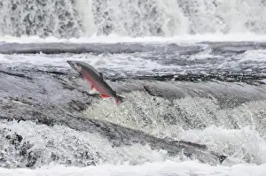 Stock Prints: Coho / Silver Salmon - jumping small falls while on autumn spawning migration up freshwater river - Pacific Northwest