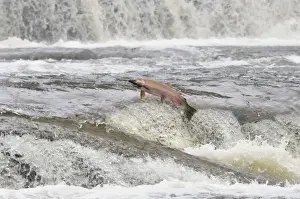 Coho / Silver Salmon - jumping small falls while on autumn spawning migration up freshwater river - Pacific Northwest - Oregon - USA _C3C0526