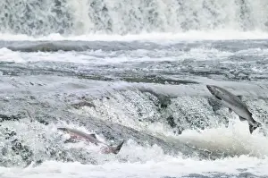 Coho / Silver Salmon - jumping small falls while on autumn spawning migration up freshwater river - Pacific Northwest - Oregon - USA _C3C0511