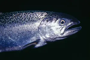 Coho / Silver Salmon KEL 140 Alaska to Oregon Oncorhynchus kisutch © Ken Lucas / ARDEA LONDON