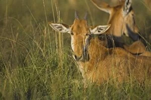 Images Dated 20th March 2007: Coke's Hartebeest