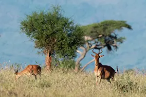 Area Prints: Coke's hartebeest (Alcelaphus buselaphus cokii) with its calf