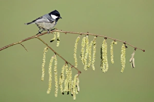 Images Dated 9th February 2008: Cole Tit - on flowering hazel branch