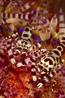 Shrimps Prints: Coleman Shrimp - on Sea Urchin - Indonesia
