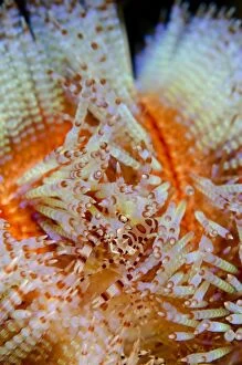 Asthenosoma Gallery: Coleman's Shrimp in Fire Urchin (Asthenosoma varium)
