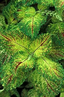 Plant Textures Collection: Coleus 'Pecos' - (under glass) in beautiful Victorian greenhouses at West Dean Gardens