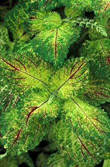 Plant Texture Prints: Coleus Pecos - (under glass) in beautiful Victorian greenhouses at West Dean Gardens
