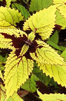 Images Dated 30th November 2004: Coleus 'Pineapple' - (under glass) in beautiful Victorian greenhouses at West Dean Gardens