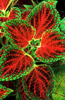 Images Dated 30th November 2004: Coleus 'Winsome' - (under glass) in beautiful Victorian greenhouses at West Dean Gardens