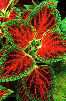 Colourful Prints: Coleus Winsome - (under glass) in beautiful Victorian greenhouses at West Dean Gardens
