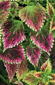 Coleus'Nettie - (under glass) in beautiful Victorian greenhouses at West Dean Gardens, West Sussex. UK. September