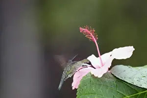colibri corinne femelle adulte. Long-billed Starthroat. Heliomaster longirostris
