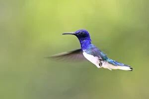Venezuela Gallery: colibri jacobin. White-necked Jacobin.Florisuga mellivora