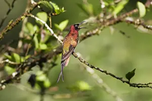 colibri topaze. Crimson Topaz. Topaza pella