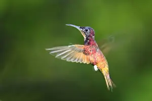 colibri topaze. Crimson Topaz. Topaza pella