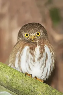 Colima Pygmy-Ow. La Bajada, Mexico in March