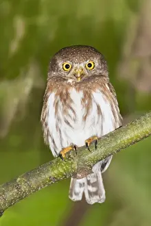 Colima Pygmy-Ow. La Bajada, Mexico in March
