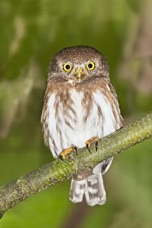 Images Dated 27th March 2009: Colima Pygmy-Owl
