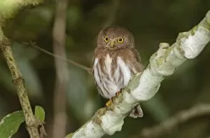 Images Dated 27th March 2009: Colima Pygmy-Owl - (formerly Least Pygmy Owl)