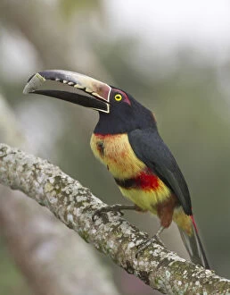 Aracari Gallery: Collard aracari (Pteroglossus torquatus)
