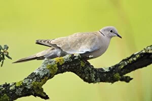 Images Dated 18th April 2008: Collard Dove - on cork oak branch