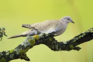 Collard Dove - on cork oak branch, Alentejo, Portugal