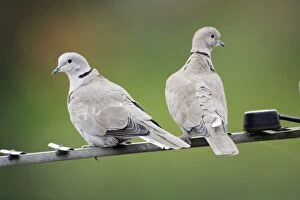 Images Dated 15th October 2008: Collard Dove - pair sitting on TV aerial, Northumberland, England