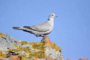Collard Dove - perched on roof