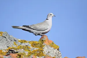 Collard Dove - perched on roof, Alentejo, Portugal