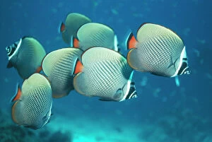 Fish Collection: Collared Butterflyfish Thailand Indian Ocean