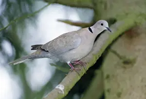 Doves Prints: Collared Dove