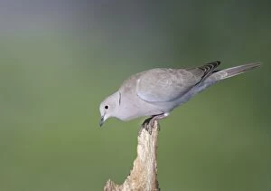 Images Dated 13th April 2009: Collared Dove - on broken stump