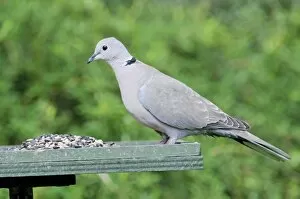 Bird Table Collection: Collared Dove - at feeding table