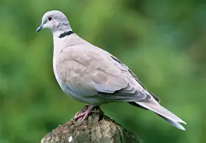Collared Dove - On perch