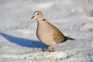 Doves Prints: Collared Dove - in the snow - Cornwall - UK