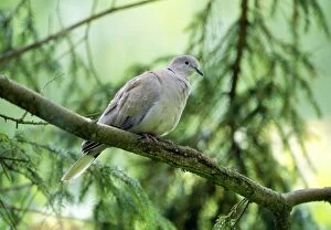 Collared Dove - In tree