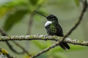 Collared Inca, Chicaque Natural Park, Colombia
