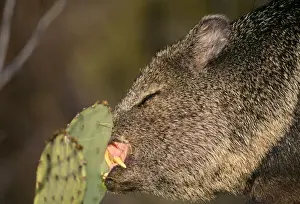 Cacti Prints: Collared / Javelina Peccary - Eating Prickly Pear Cactus, showing big incisor teeth