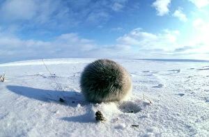 Fluffy Collection: Collared Lemming - adult in winter fur, looks like a furry ball from its back while feeding on buds