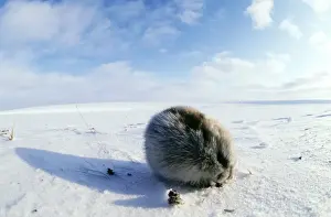 Collared Lemming - adult in winter fur, feeds on buds and bark of dwarf willow sprouts and dry grass on snow surface
