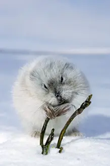 Collared Lemming - adult in winter fur (large winter claws are visible); feeds on buds and bark of dwarf willow sprouts on snow surface, typical in winter tundra of Taimyr peninsula, Kara sea shore, North of Siberia, Russian Arctic. Di33