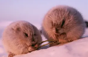 Collared Lemmings ANZ 57 x 2 in winter feed on dwarf willow - Tundra of Taimyr peninsula, Russian Arctic Dicrostonix torquatus © Andrey Zvoznikov / ARDEA LONDON