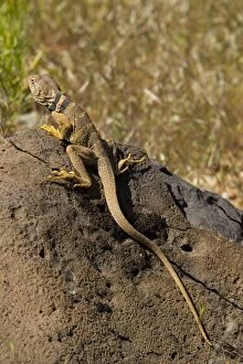 Images Dated 17th April 2005: Collared Lizard - Female, basking
